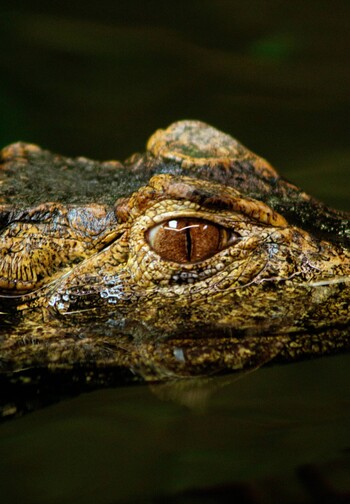 Cocodrile_Cancun_01_miin