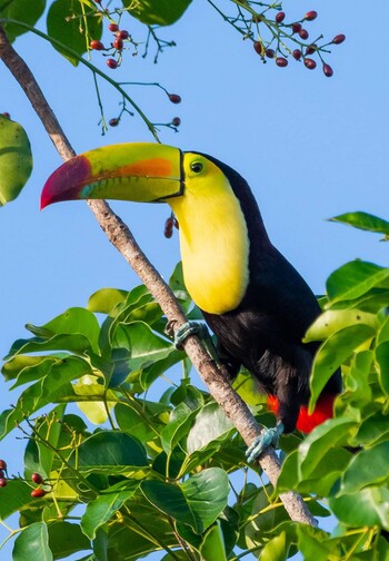 Tucan-6545867_blog