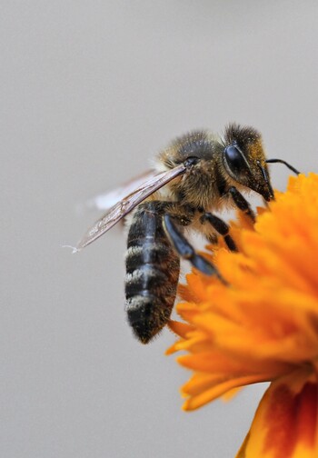ralf1403-bee-8244643_min