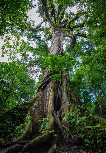 Ceiba_Blog_Sandos