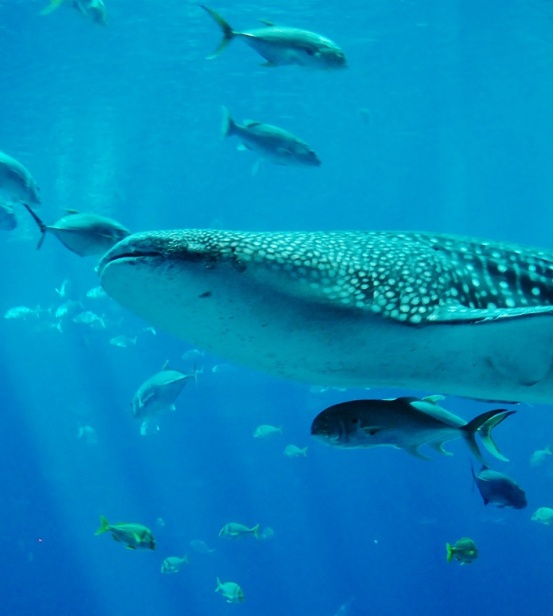 whale sharks