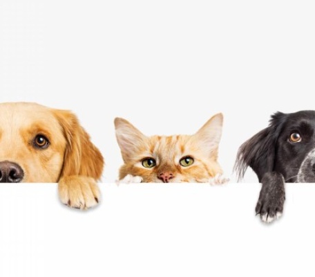  regulations on pets in our hotels