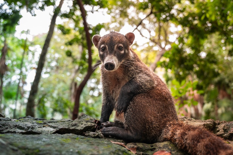 Sandos Caracol_Coati_Nature_02
