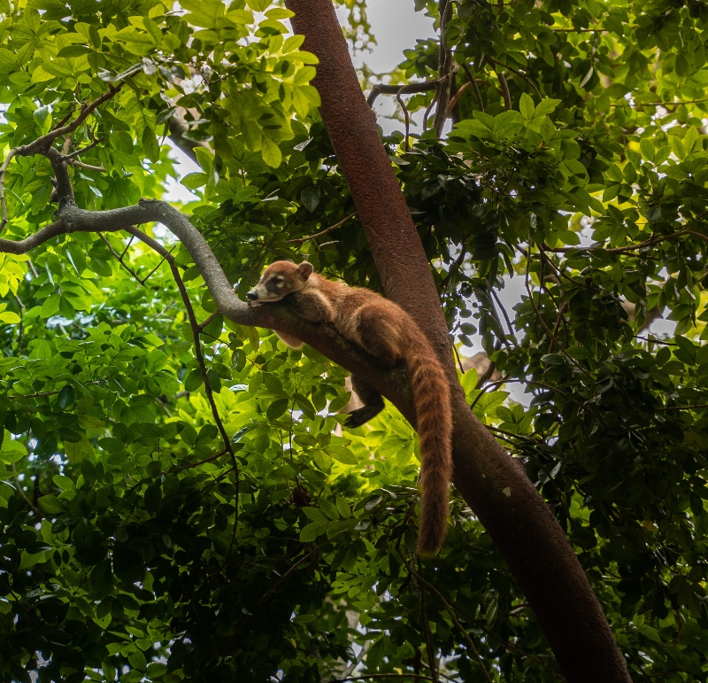 Sandos Caracol_Coati_Nature_03