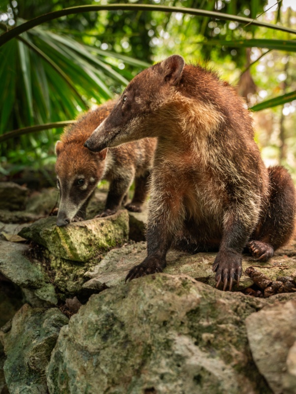 Sandos Caracol_Coati_Nature_04