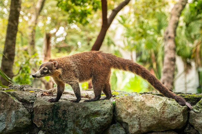 Sandos Caracol_Nature_Coati_03