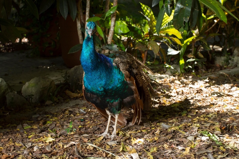 Sandos Blog Amazing Animal