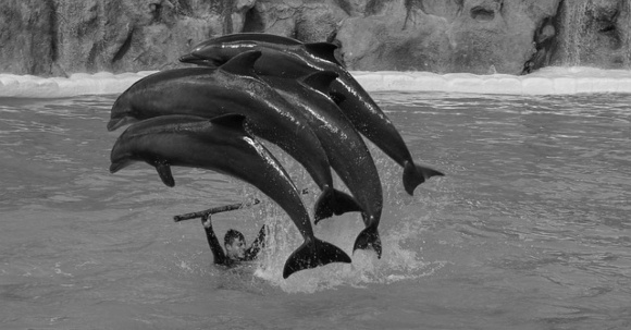 spain_dolphins_580x381_BW