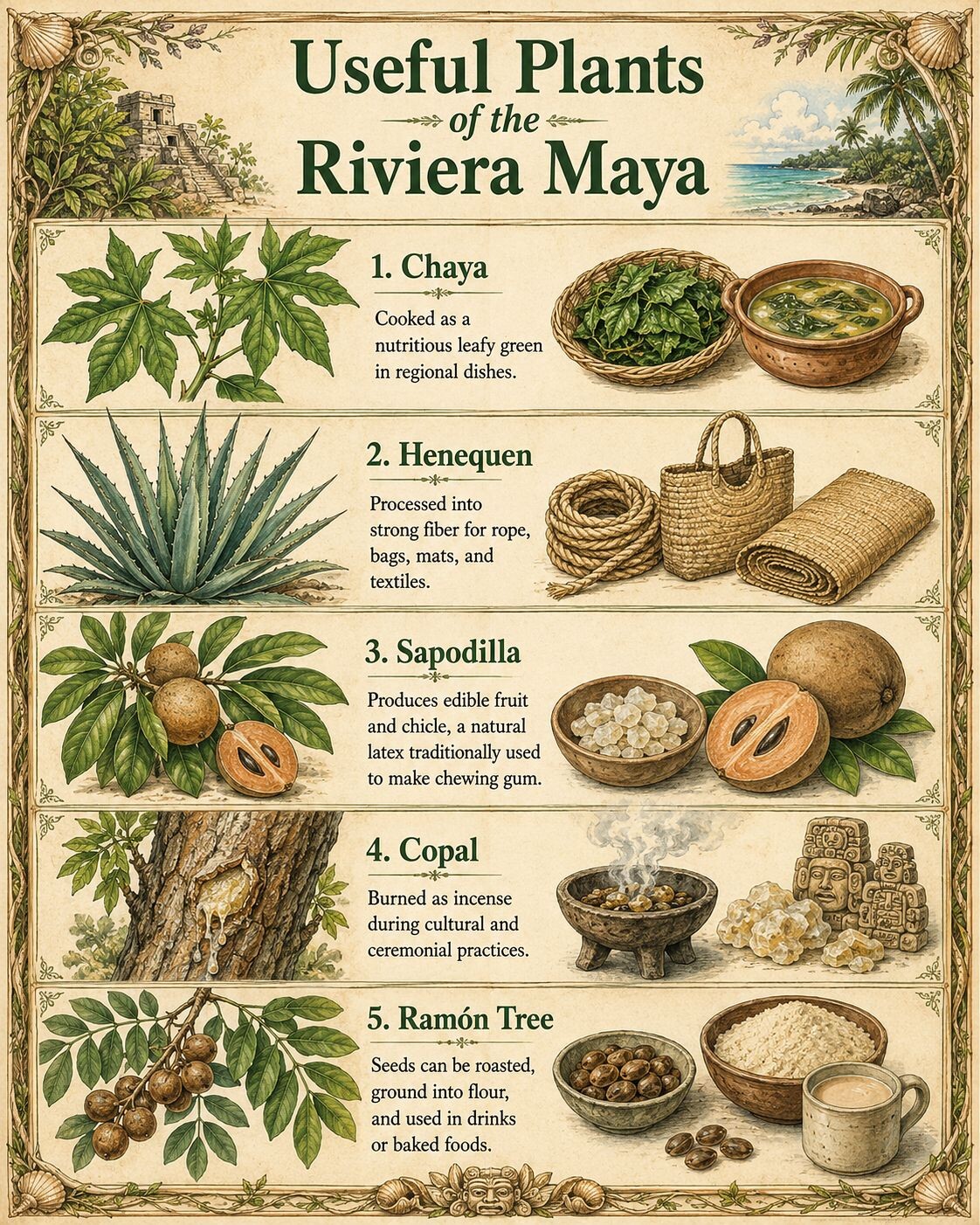 09_useful_plants_of_the_riviera_maya_ING_EDIT.jpg